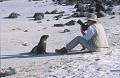 Tête à Tête avec une jeune otarie des Galapagos Ref:36396